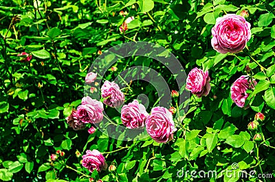 Rose flowers in the garden, blooming pink rose flowers bush. Summer flowers of picturesque pink rose in summer blossom Stock Photo