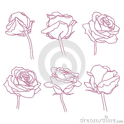 Rose flowers linear graphic drawing set Vector Illustration