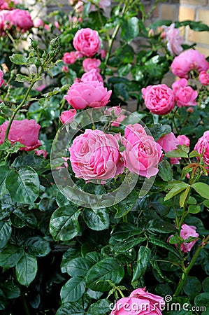 Rose flowers and plants in Kastrup Copenhagen Denmark Stock Photo