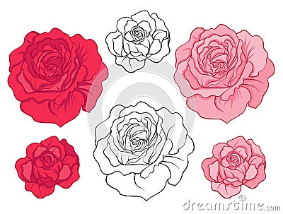 Rose flowers. Set of colored flowers. Vector Illustration