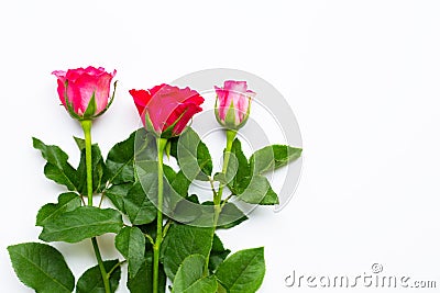 Rose flowers on white background Stock Photo