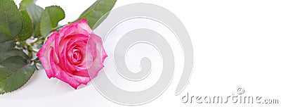 Rose flowr on white. Horizontal nature background Stock Photo