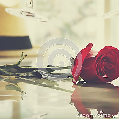 Rose Fresh Bloom Blossom Garden Love Passion Concept Stock Photo