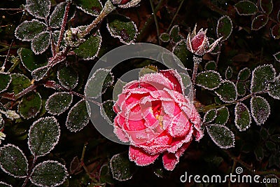 Rose in the frost Stock Photo