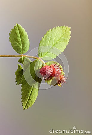 Rose Gall Wasp - Galls on a Wild Rose Stock Photo