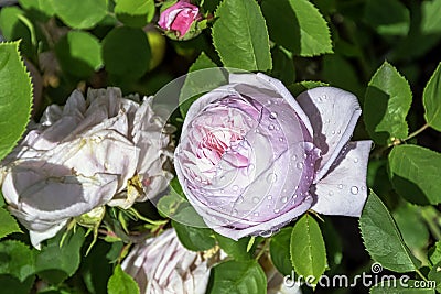 Rose gallica Duchesse de Montebello known as rosa Prolifera de Redoute in British park Stock Photo
