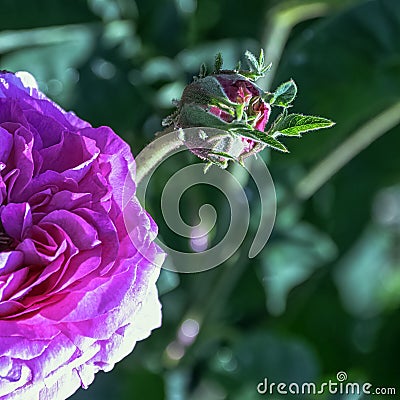 Rose gallica Oeillet Flamand in British park - London, UK Stock Photo