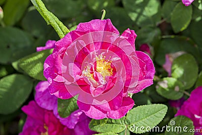Rose gallica var. officinalis Stock Photo