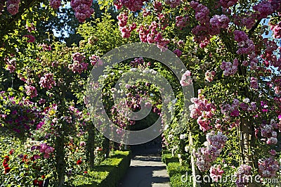Rose Garden Stock Images - Image: 35297334