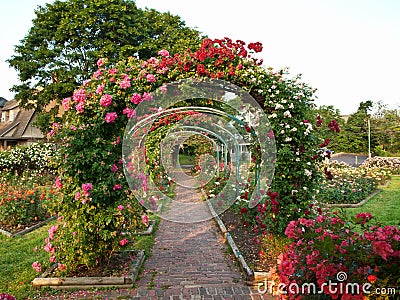 Rose garden Stock Photo