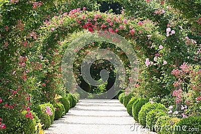 Rose Garden Landscape Stock Photo