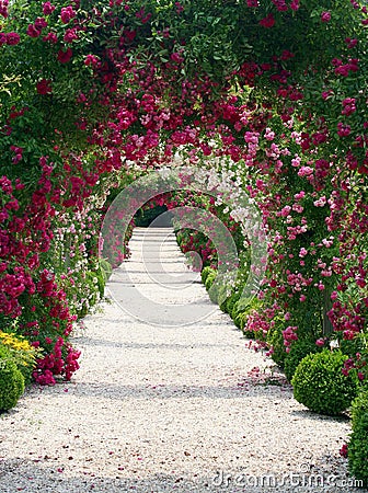 Rose Garden Landscape Stock Photo