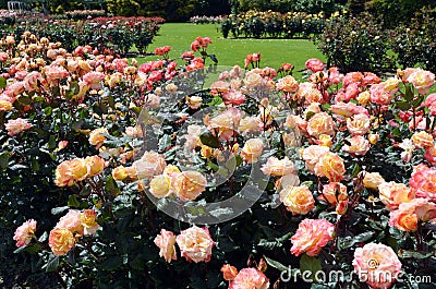 The Rose Garden of Palmerston North NZL Stock Photo