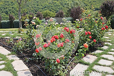 Rose garden in rose garden park Stock Photo