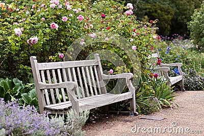 Rose garden in the park with wooden bench Stock Photo