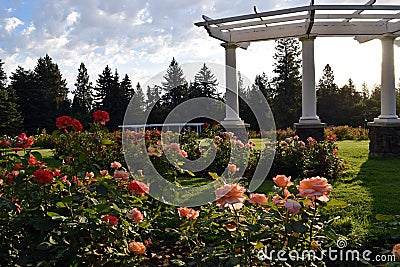 Rose garden pine trees Corinthian column pergola Stock Photo