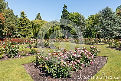 Rose garden in Pollard Park in Blenheim Stock Photo