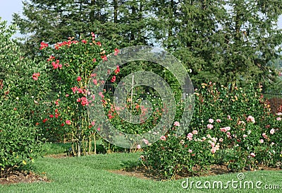 Rose Garden Stock Photo