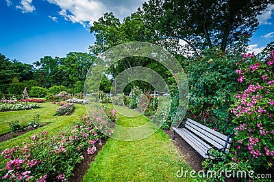 Rose gardens at Elizabeth Park, in Hartford, Connecticut. Stock Photo