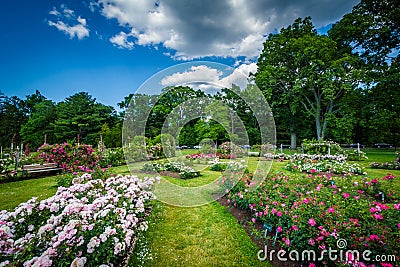 Rose gardens at Elizabeth Park, in Hartford, Connecticut. Stock Photo