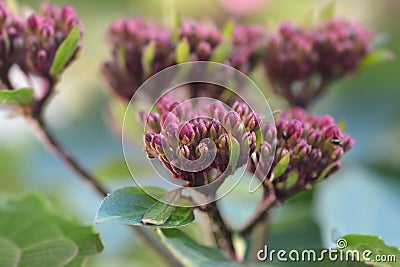 Rose glorybower Stock Photo