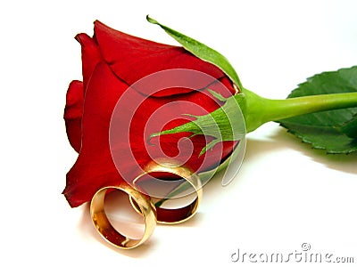Rose and gold Stock Photo