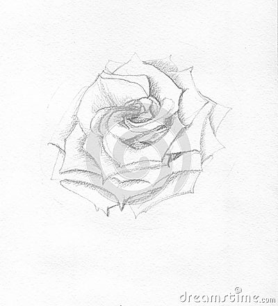 Rose, graphic watercolor drawing line drawing Stock Photo