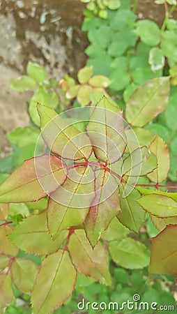 Rose green leaves foliage closup view Stock Photo