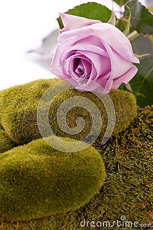 rose and green moss rock Stock Photo