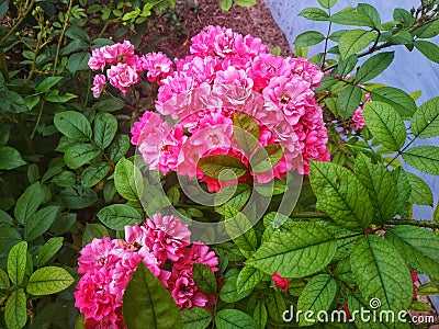 Rose ground cover pink faerie Stock Photo