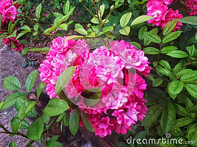 Rose ground cover pink faerie Stock Photo