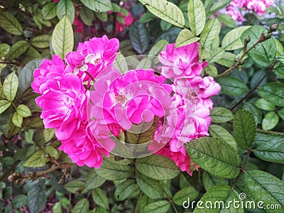 Rose ground cover pink faerie Stock Photo