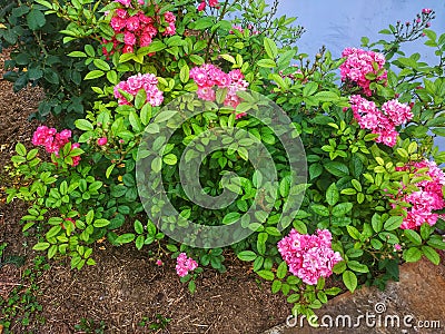 Rose ground cover pink faerie Stock Photo