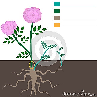 Rose growing rules. Mistakes in growing roses. Dogrose overgrowth removal tutorial template. Vector Illustration