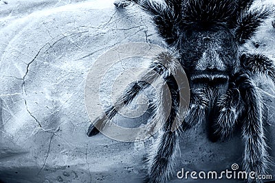 Rose-hair tarantula spider Stock Photo