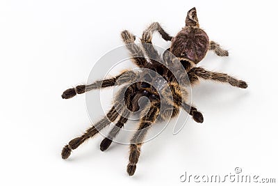 Rose haired tarantula molt spider Stock Photo