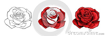 Rose hand drawing and colored. A blossoming rosebud. Vector illustration. Vector Illustration