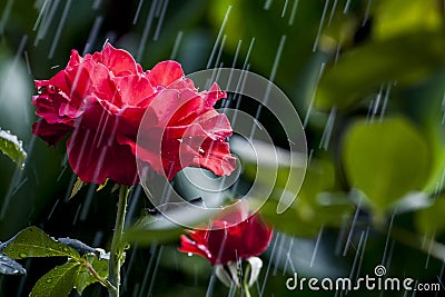 Rose in a Hard Summer Rain Stock Photo