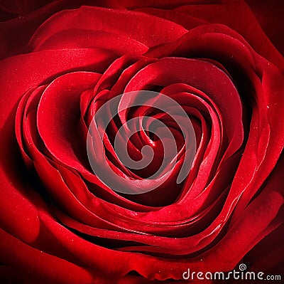 Rose Heart Stock Photo