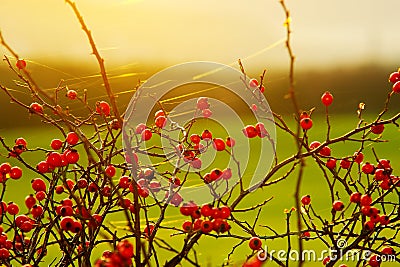 Rose hip - 2 Stock Photo