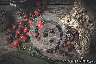 Rose hip berries, sack of dry sweet briar fruits, gloves and rustic cup Stock Photo