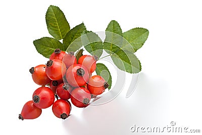 Rose hips Stock Photo