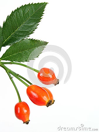 Rose hips Stock Photo