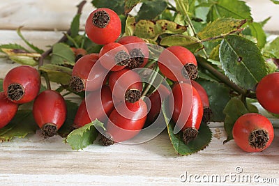 Rose Hips Stock Photo