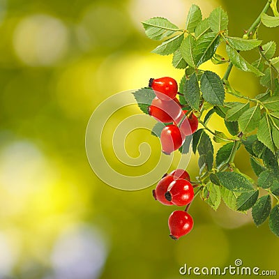 Rose hips on a green background closeup Stock Photo