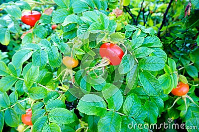 Rose hips on plant. Stock Photo