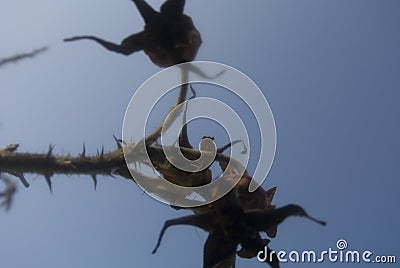 Rose hips plants. Beautiful background of plants. Gloomy and mystical spiny flower. Plant against the sky. Fractal plant. Stock Photo