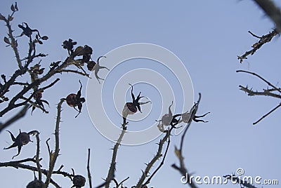 Rose hips plants. Beautiful background of plants. Gloomy and mystical spiny flower. Plant against the sky. Fractal plant. Stock Photo