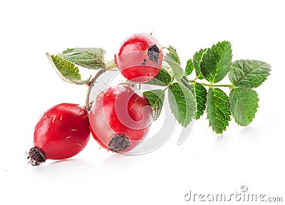 Rose hips Stock Photo