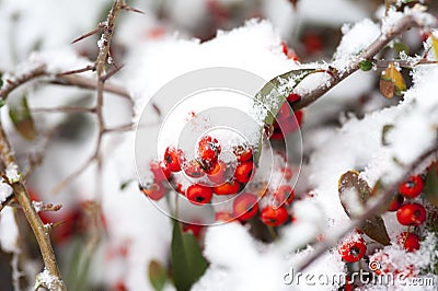 Rose hips in the white snow Stock Photo